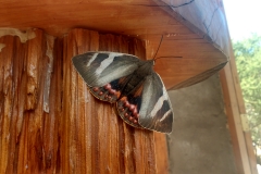 mariposa del chagual parque la campana olmue