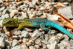 lagartija esbelta Liolaemus tenuis cerro la campana olmue chile