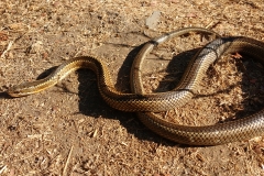 serpiente de cola larga parque la campana olmue