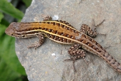 lagartija lemniscata parque la campana