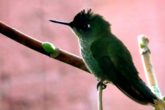 picaflor chico pingarita colibri biosfera lodge olmue