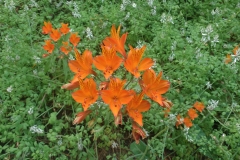 parque la campana alstroemeria